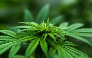 Niemcy legalizują marihuanę czy im się uda?